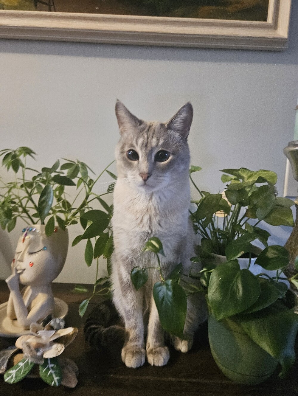 Meet your Posher, Cynthia